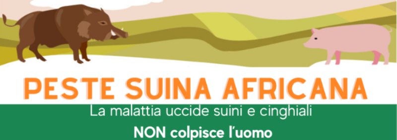 peste suina africana peste suina africana