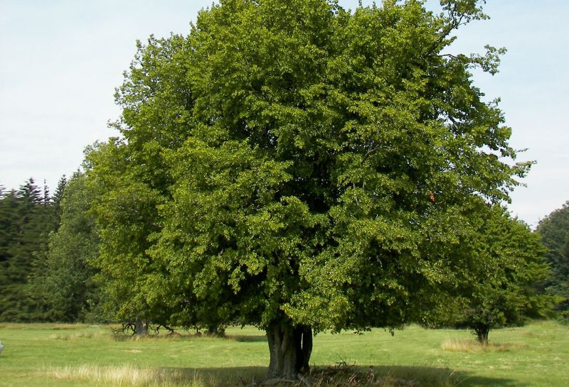 Foto albero Carpino nero