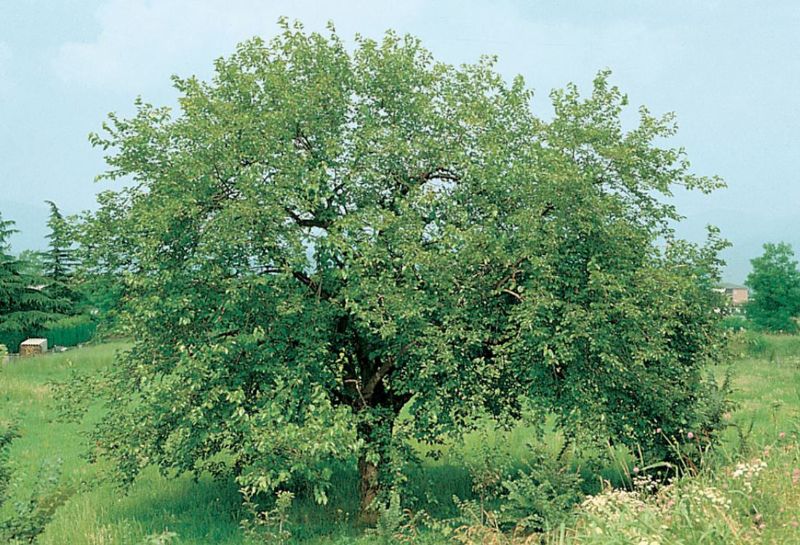 Foto albero Gelso