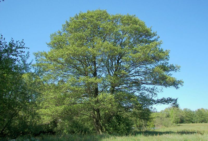 Foto albero Ontano nero