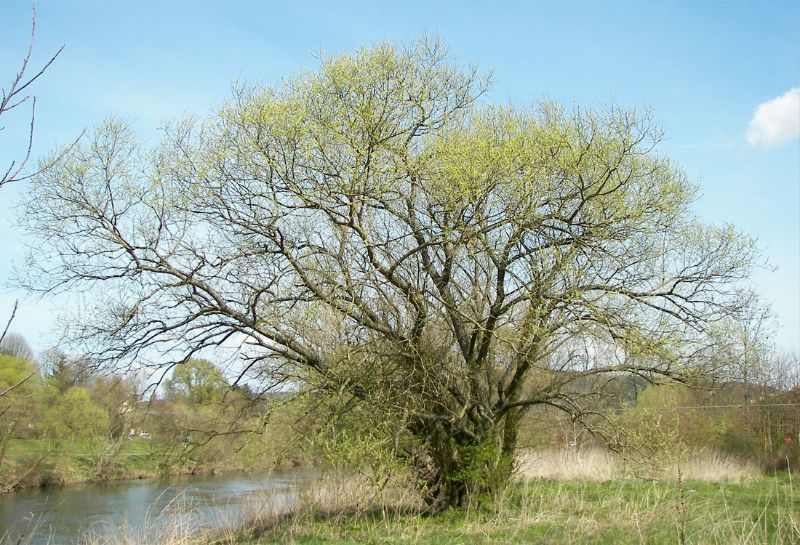 Foto albero Salice bianco