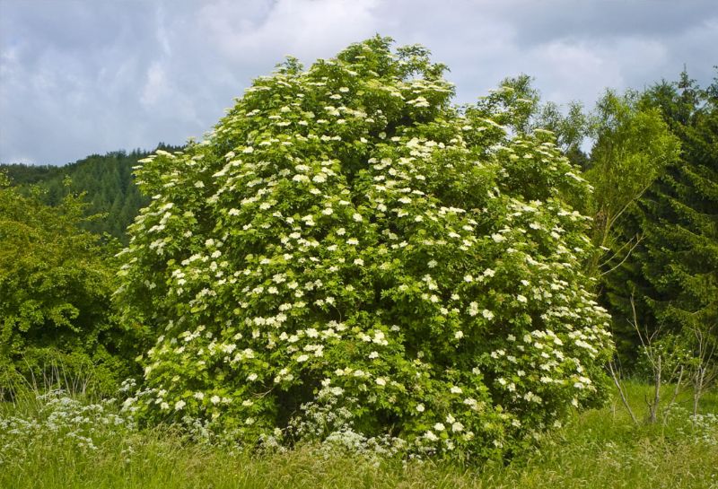 Foto albero Sambuco nero