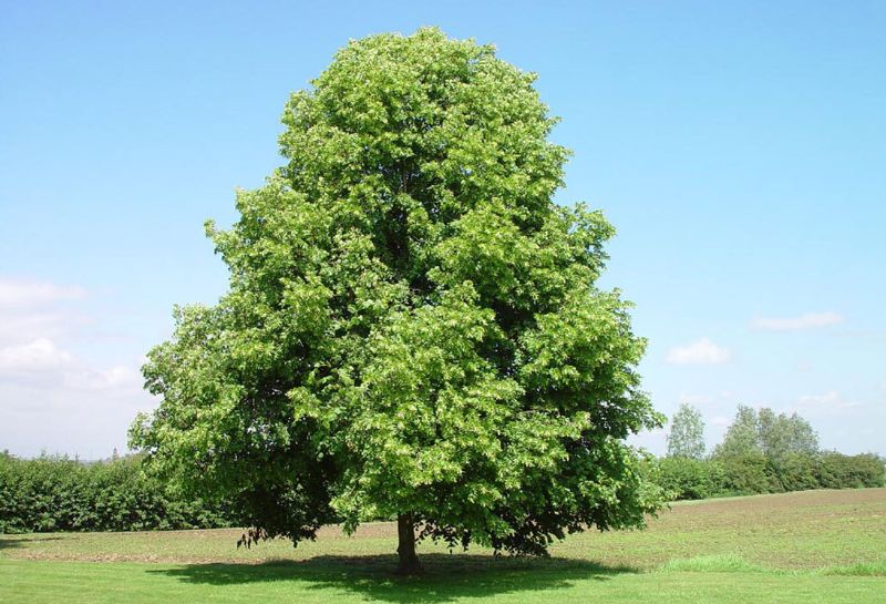 Foto albero Tiglio