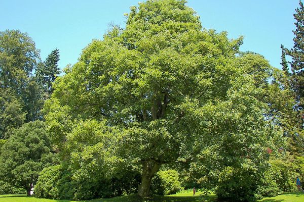 Foto albero Olmo campestre Foto albero Olmo campestre