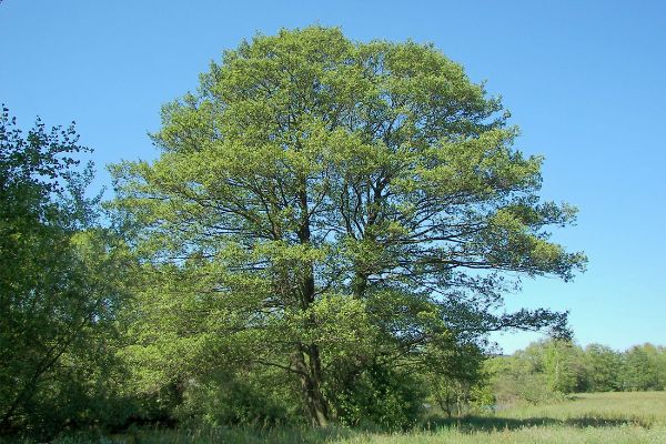 Foto albero Ontano nero Foto albero Ontano nero