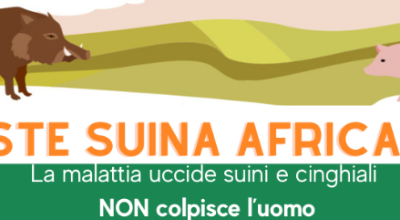 peste suina africana peste suina africana
